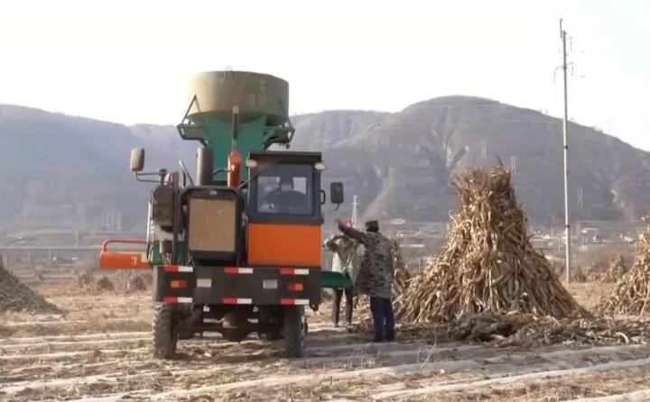 近日，走進曲子鎮(zhèn)孟家寨村，工人們正駕駛農(nóng)機將秸稈打包回收，袁歲寶跟在機器后面細細數(shù)著自家玉米地剛剛打包完成的草包。